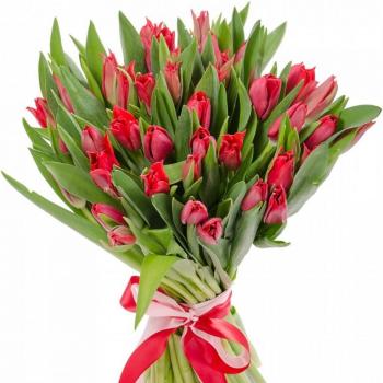 Красные тюльпаны 25 шт код товара - 20880slav